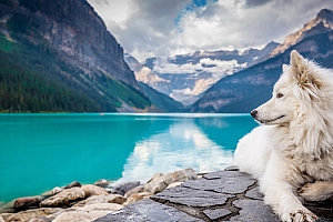 我看了几百个宠物号,发现这还是蓝海