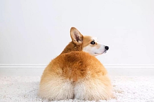 萌宠网红图鉴:B站文艺VS快手沙雕VS抖音戏精