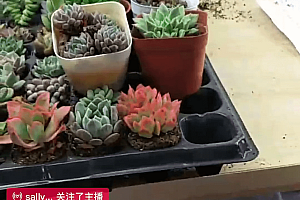 红人专访 ▏“自媒体村”转战直播带货,助农流量成兵家必争之地