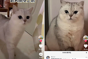 如何在抖音抢到热评,涨粉百万?